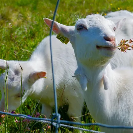 Central, Cozy & Pet-friendly Beitostolen